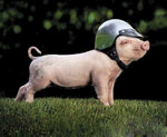 Funny Pigs_6.jpg